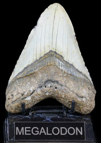 Bargain, Megalodon Tooth - North Carolina #54763